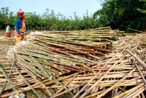 Step yet to taken for Bamboo-Promotion due to Tripuraâ€™s rubber  based Economy 